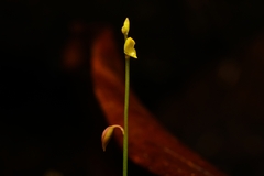 Utricularia bifida