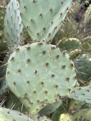 Opuntia × occidentalis