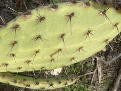 Opuntia × occidentalis