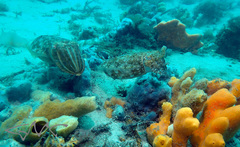 Sepia plangon