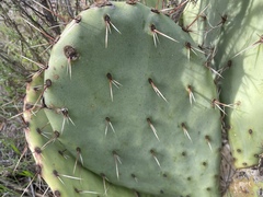 Opuntia × occidentalis