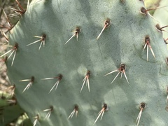 Opuntia × occidentalis