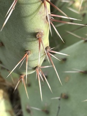 Opuntia × occidentalis