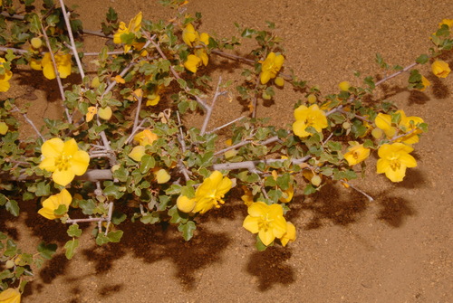 Fremontodendron californicum