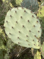 Opuntia × occidentalis