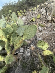 Opuntia × occidentalis