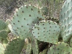 Opuntia × occidentalis