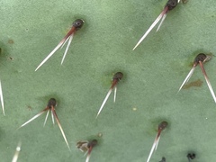 Opuntia × occidentalis