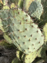 Opuntia × occidentalis