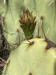 Opuntia × occidentalis