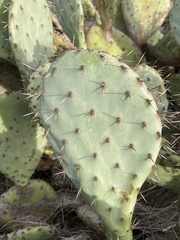 Opuntia × occidentalis