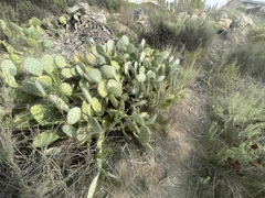 Opuntia × occidentalis