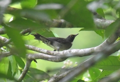 Turdus assimilis