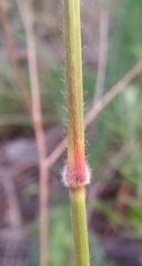 Urochloa