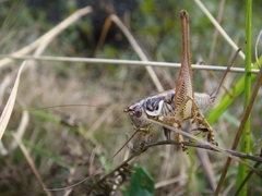 Pachytrachis striolatus
