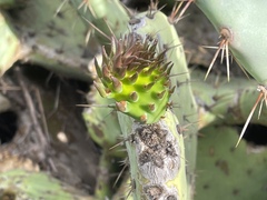 Opuntia × occidentalis