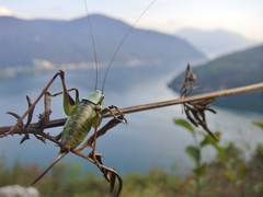 Eupholidoptera chabrieri