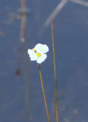 Sagittaria teres