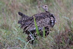 Lissotis melanogaster