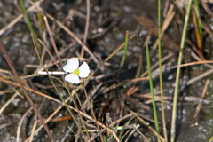 Sagittaria teres
