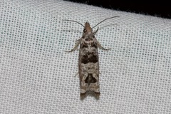 Spilonota constrictana