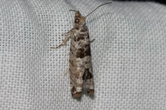 Spilonota constrictana