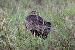 Lissotis melanogaster