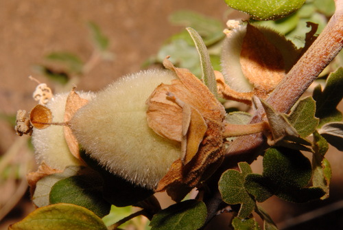 Fremontodendron californicum