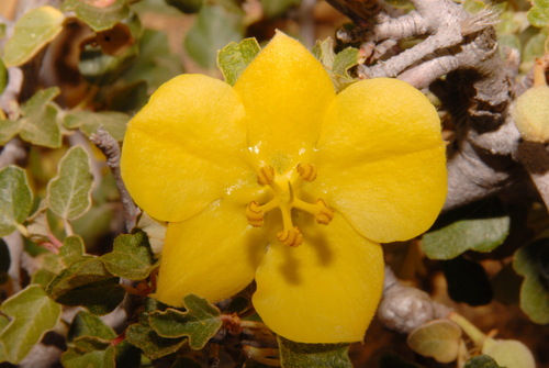 Fremontodendron californicum