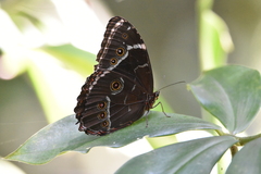Morpho helenor