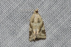 Euphona euphona
