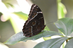Morpho helenor