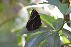 Morpho helenor