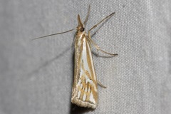 Hednota pleniferellus