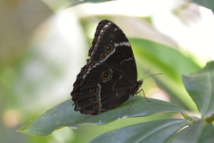 Morpho helenor