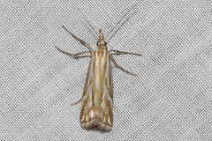 Hednota pleniferellus