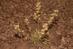 Phacelia imbricata