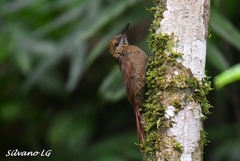 Dendrocolaptes sanctithomae