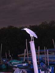 Nycticorax nycticorax