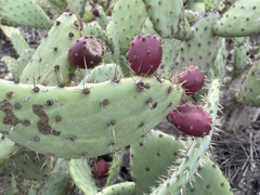 Opuntia semispinosa
