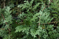 Selaginellaceae