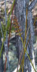 Genoplesium pumilum