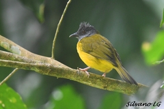 Eucometis penicillata