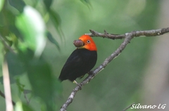 Ceratopipra mentalis