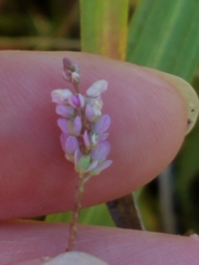 Polygala ambigua