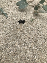 Montagnea arenaria