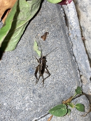 Loxoblemmus equestris