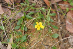 Goodenia lanata