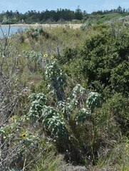 Helianthus argophyllus