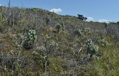 Helianthus argophyllus